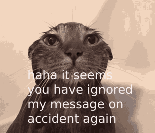 Cat Haha You Ignored My Message on Accident Again