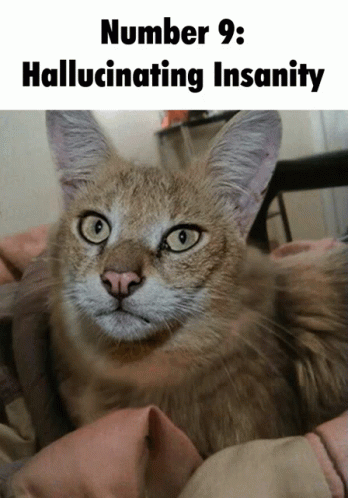 Cat Hallucinating Insanity Captured GIF