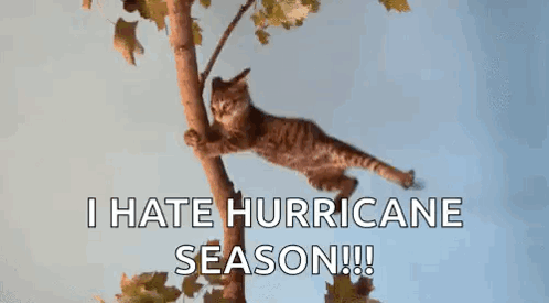 Cat Hanging Branch Saying I Hate Hurricane Season