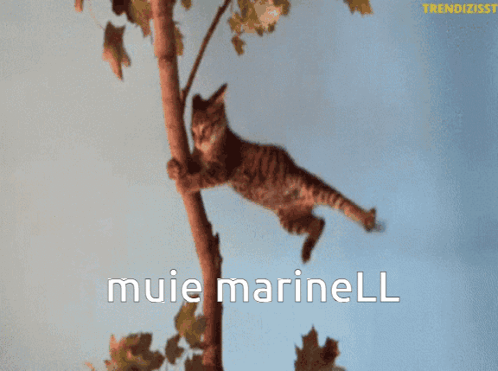 Cat Hanging From Tree Branch Muie Marinell GIF