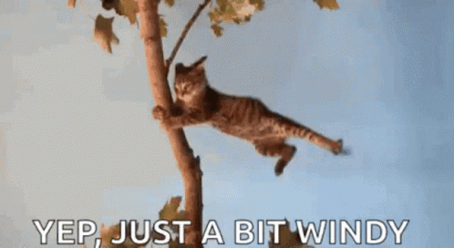 Cat Hanging From Tree Branch Saying Yep Just a Bit Windy