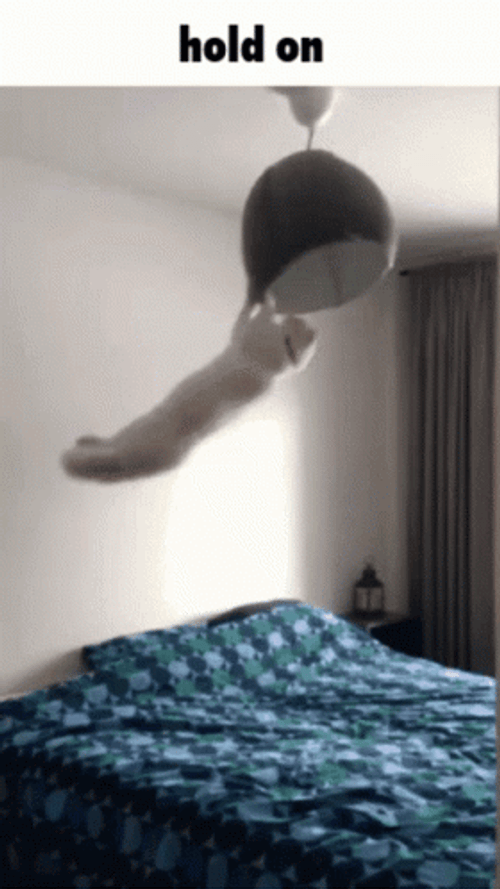 Cat Hanging On Light Hold On  GIF
