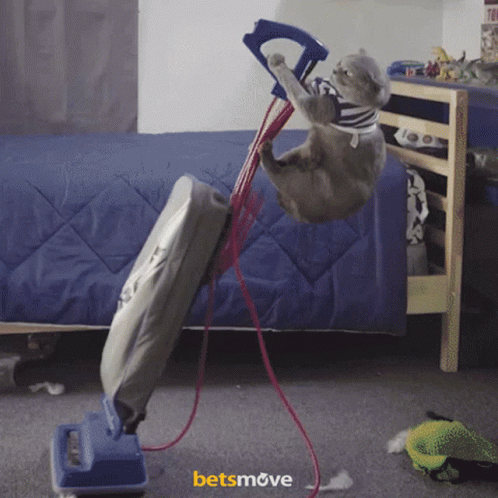 Cat Hanging Upside Down on Vacuum Cleaner With Betsmove