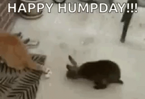 Cat Happy Dry Hump Day GIF