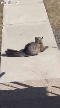 Cat Hates Wind GIF