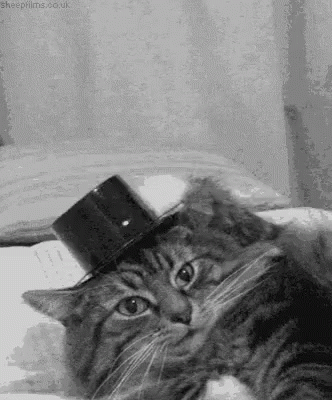 Cat Hats Off GIF