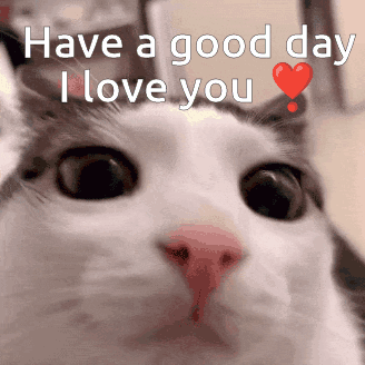 Cat Have A Great Day I Love You GIF