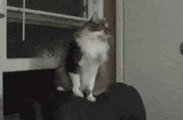 Cat Having Mental Breakdown GIF