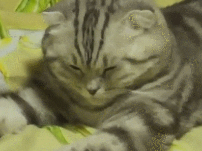 Cat Head Down Feeling Defeated GIF