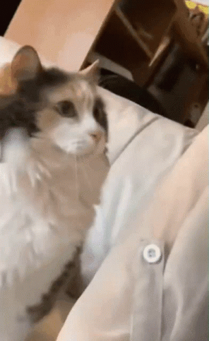 Cat Head Explode GIF