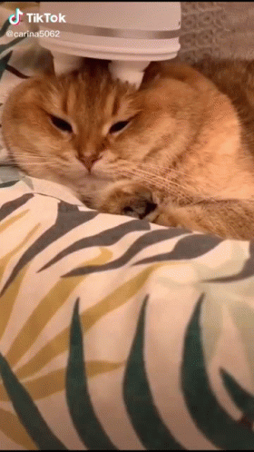 Cat Head Massage Cute Animal GIF