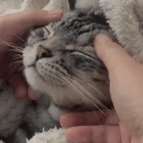 Cat Head Soft Massage GIF
