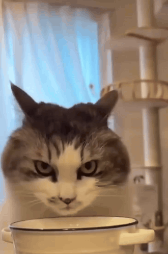 Cat Head Sticking Out of White Bowl