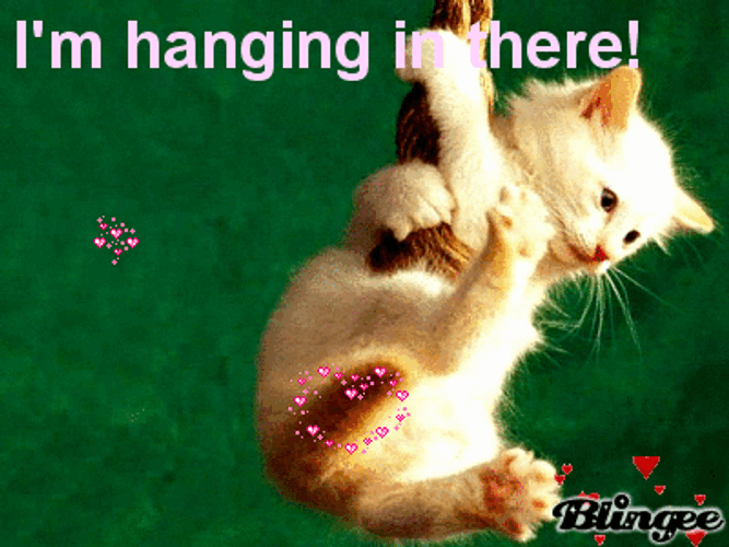 hang in there gif