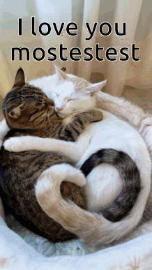 Cat Heart Sleeping Gif GIF