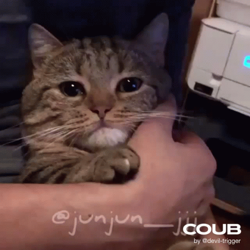 Cat Held in Arms @Junjun_jicoub