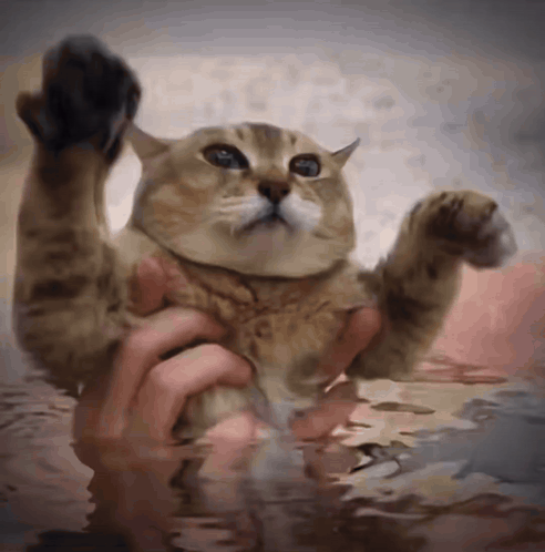 Cat Held In Hands In Water GIF