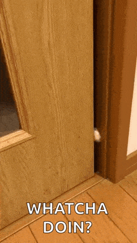 Cat Hello Cat Peek Gif GIF