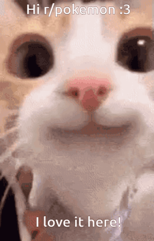 Cat Hi r/pokemon :3 I Love It Here