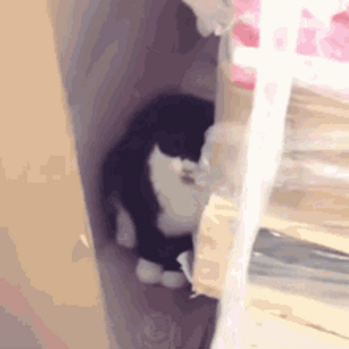 Cat Hiding And Coughing GIF