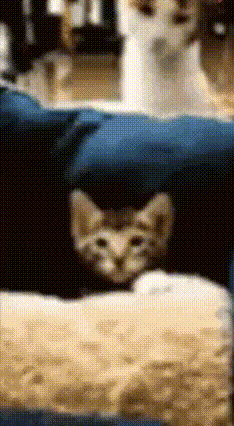 Cat Hiding Behind Blue Pillow GIF