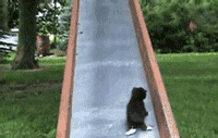 Cat Hoarders Kitten GIF