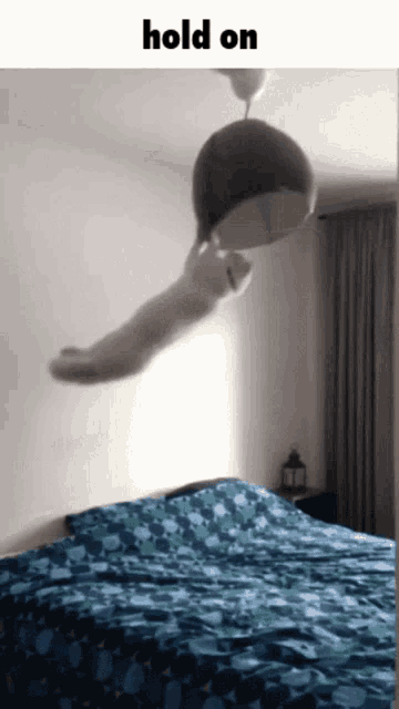 Cat Hold On Gif GIF