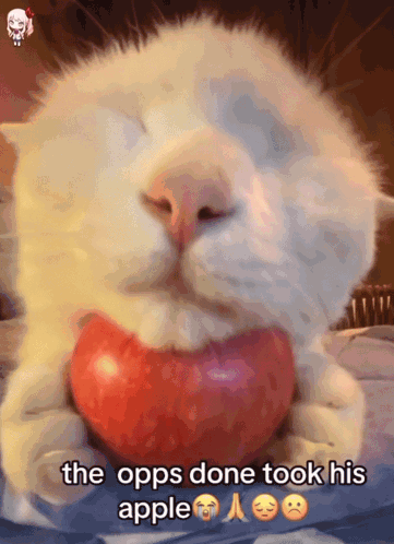 Cat Holding Apple Saying The Opps Done Took His Apple GIF