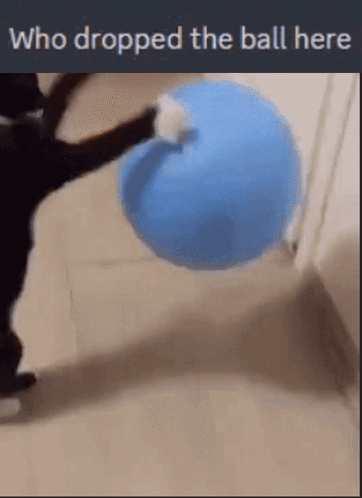 Cat Holding Blue Ball Who Dropped The Ball Here GIF