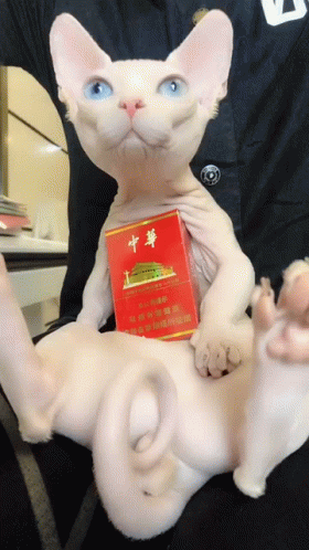 Cat Holding Cigarette Pack With Chinese Writing