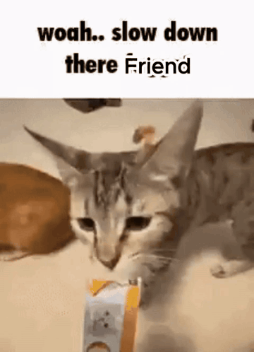 Cat Holding Food Box on Table Looking at Camera