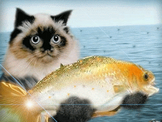Cat Holding Goldfish With Its Paws GIF