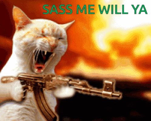Cat Holding Gun Sass Me Will Ya