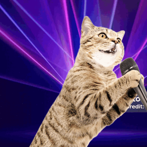 Cat Holding Microphone in Front of Zo Credit Sign
