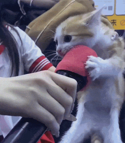 Cat Holding Red Object
