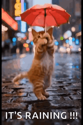 Cat Holding Red Umbrella in the Rain