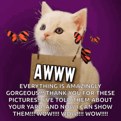 Cat Holding Sign Saying Awww