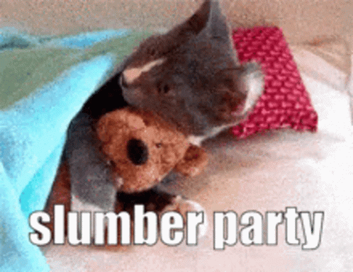 Cat Holding Teddy Bear Under Blanket