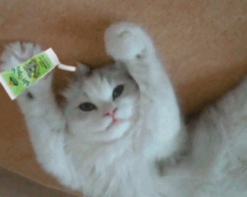 Cat Holding Tube of Cat Food