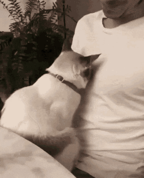 Cat Hug Cozy Cuddles Slepy GIF