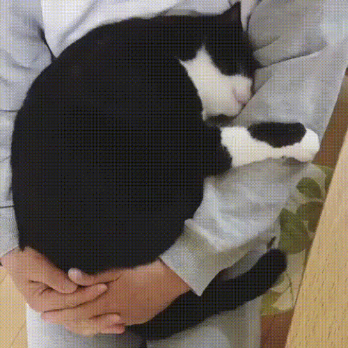 Cat Hug Cozy In Daddy's Arms GIF
