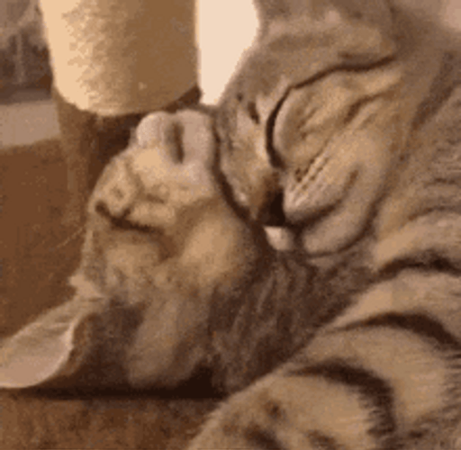 Cat Hug Cozy Neck Cuddles GIF