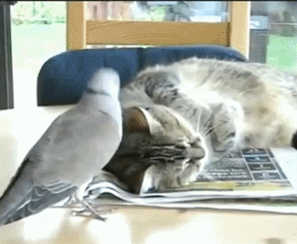 Cat Hug Cuddling Bird Friend GIF