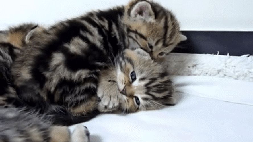 Cat Hug Cuddling Kissing Kittens GIF