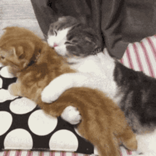 Cat Hug Cuddling Mom Cleaning Kitty GIF