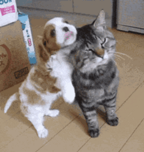 Cat Hug Cute Puppy Annoying Kitten GIF