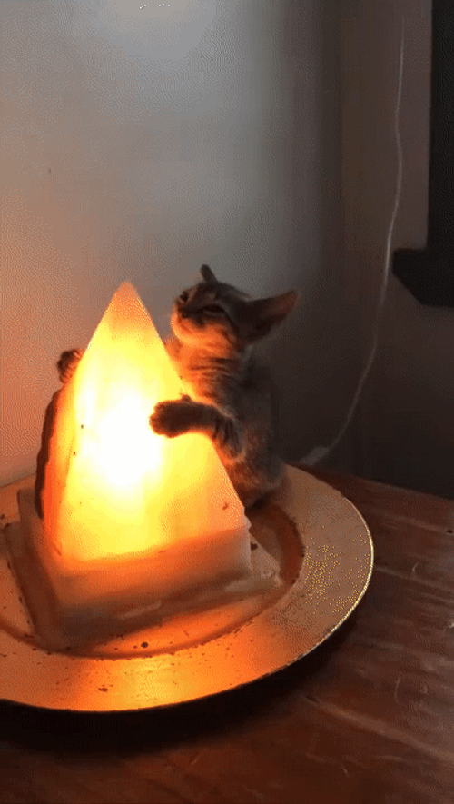Cat Hug Hugging Lava Night Lamp GIF