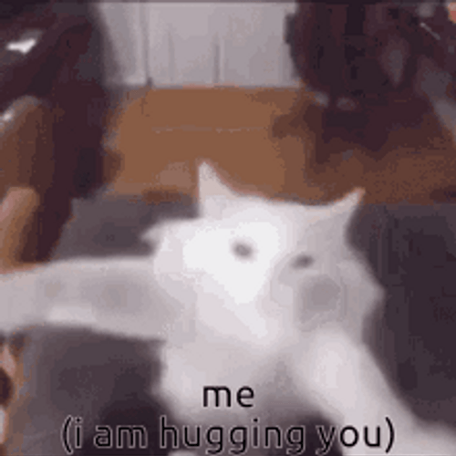 Cat Hug I Am Hugging You Cute Meme GIF