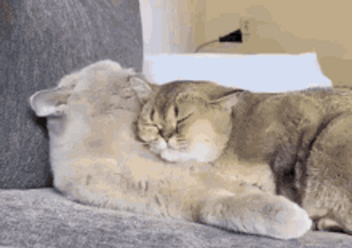 Cat Hug Kiss Cuddle Sleepy Kitten GIF