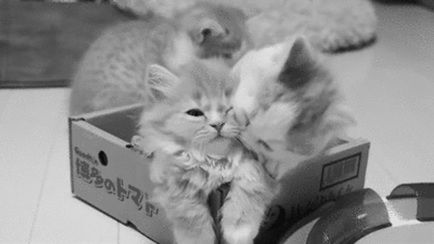 Cat Hug Mom Cleaning Kitten Love GIF